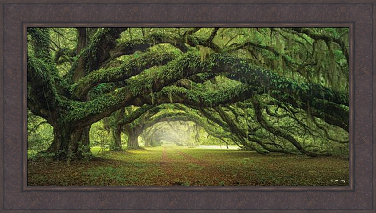 Amazon.com: Passage by Moises Levy 24x42 Avenue Of Oaks Charleston